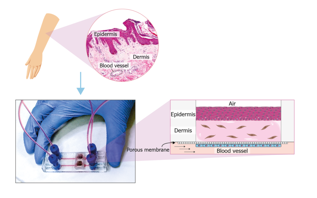 Organ on a chip 101