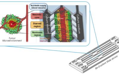 Tumour On Chip – From 2D models to advanced 3D microfluidic approaches