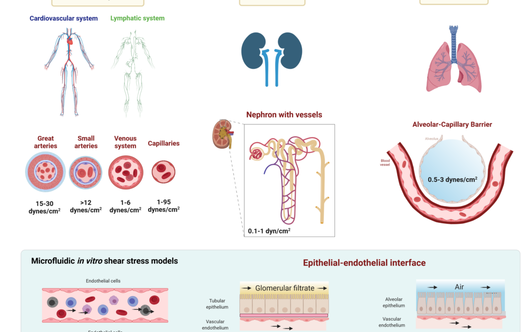 The importance of shear stress in biology BEOnChip Biomimetic