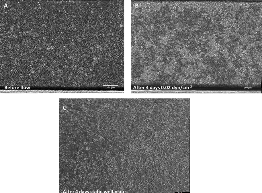 Intestinal epithelial monolayer formation using CACO-2 perfused with BE-FLOW and FLOW EZ™