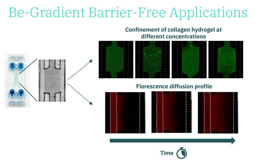 BE-Gradient Barrier-Free applications: Hydrogel confinement and diffusion profile