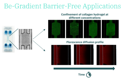 BE-Gradient Barrier-Free applications: Hydrogel confinement and diffusion profile