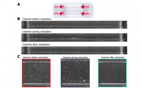 Cellular extraction in a chip