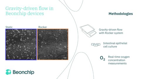 Gravity-driven flow importance in Organ-on-chip applications