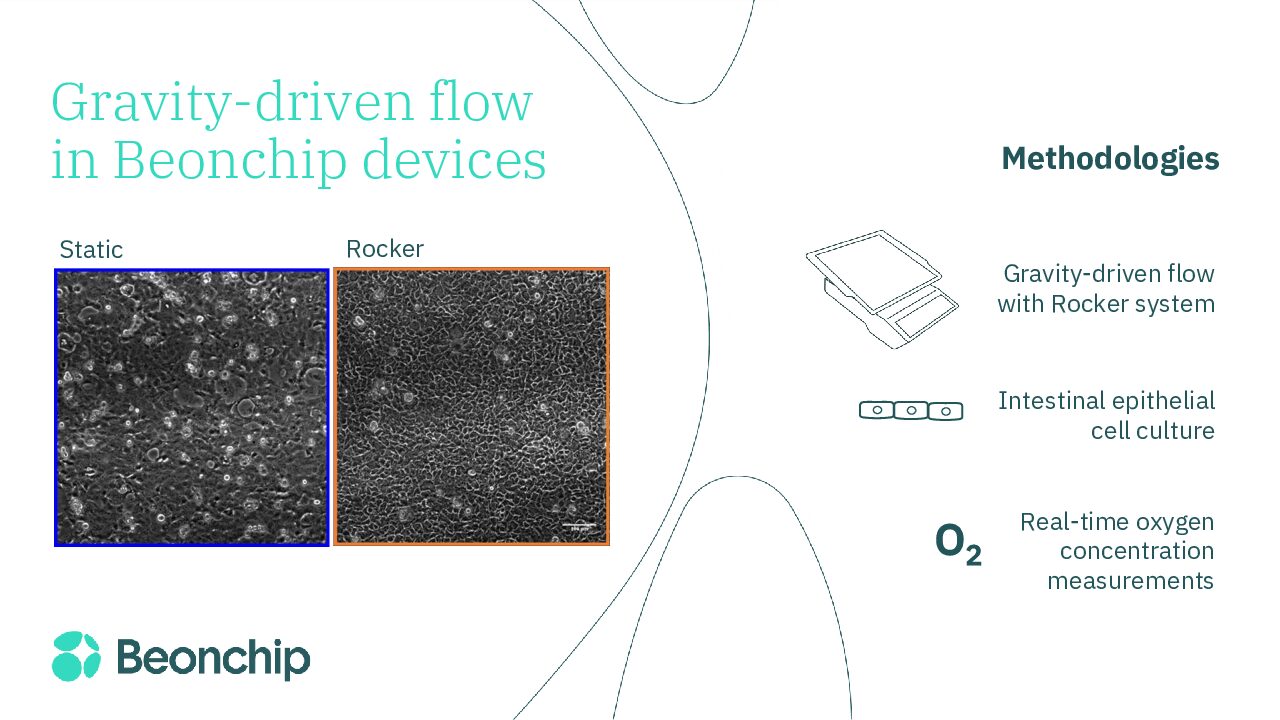 Gravity-driven flow importance in Organ-on-chip applications