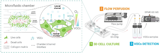 On the left, Cell culture model consisting on a 3D culture of a glioblastoma with a necrotic core in between two microfluidic channels that supply culture media to the cells and where the VOPs are collected. On the right microfluidic setup including syringe pumps, Be-Gradient Barrier-free reservoirs, SPME-GC-MS and tubbing.