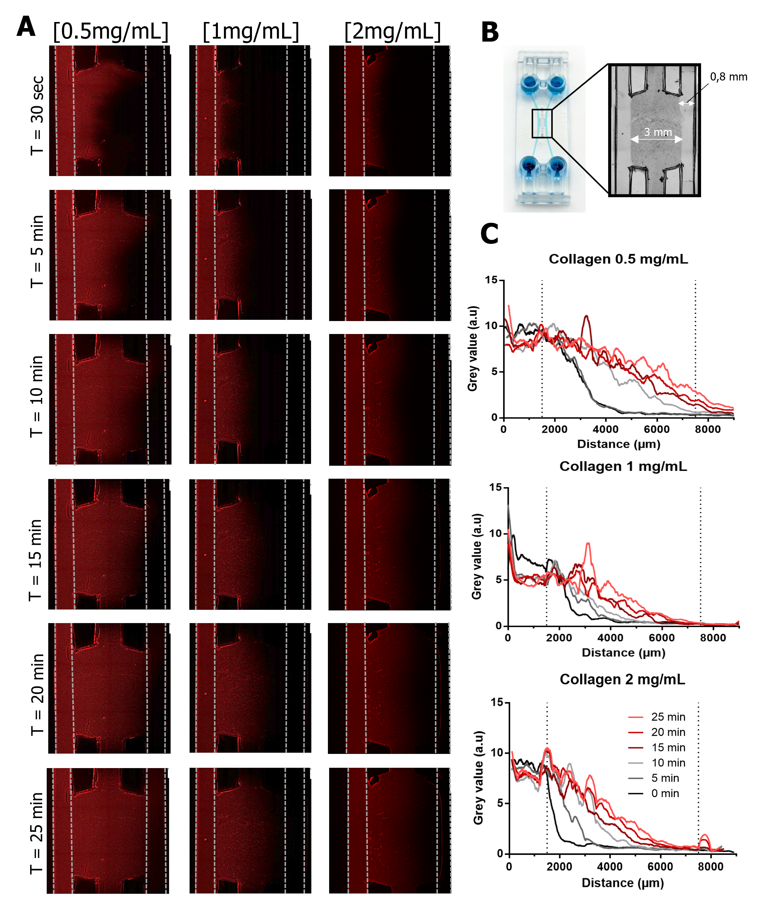 The figure displays a panel of 18 figures of diffusion through collagen hydrogel of different concentrations (0.5mg/mL; 1mg/mL and 2mg/mL) at 6 different time points (30 sec; 5 min; 10 min; 15 min; 20 min and 25 min). Collagen at 0.5mg/mL shows a faster diffusion of the red dye while the other two concentrations show similar results. On the lateral side of the figure is a photo of the device with a zoom on the central section showing the evaluated area on the chip. Lastly, three diffusion plot profiles  are shown, one for each collagen concentration over time. 