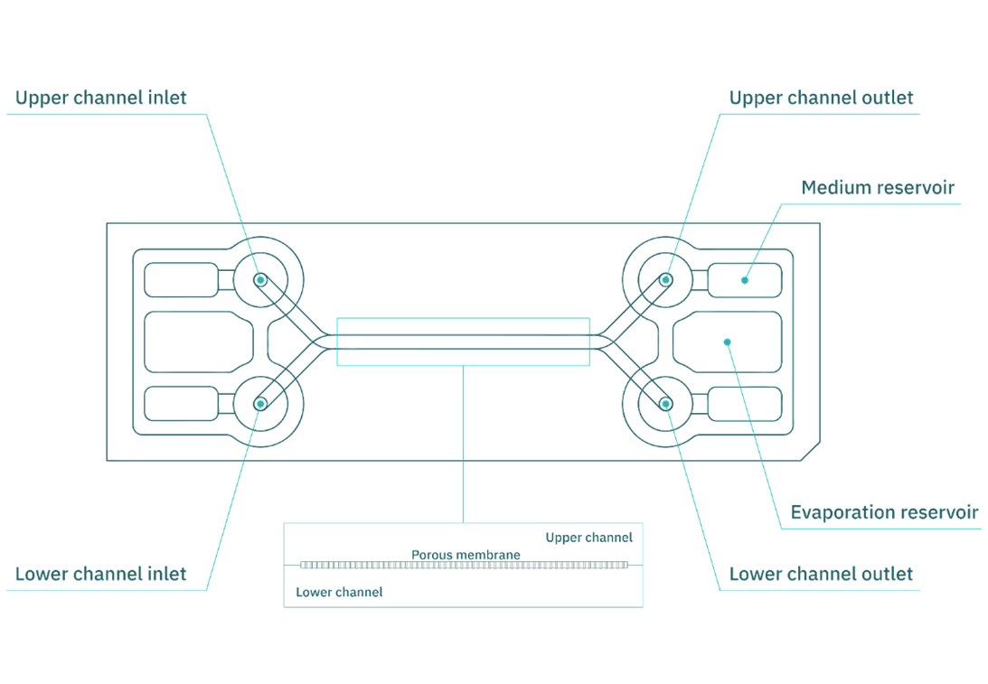 Blueprint of the Be-Doubleflow device where all its features such as the water and medium reservoirs and channel structure is portrait